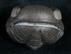 Wide Eldredgeops Roller Trilobite #9227-2